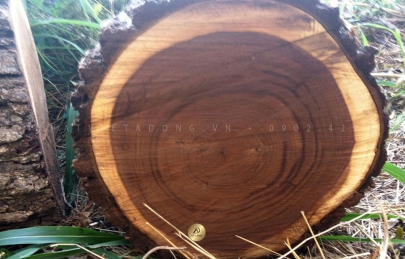 Có nên mua gỗ óc chó Việt Nam không?